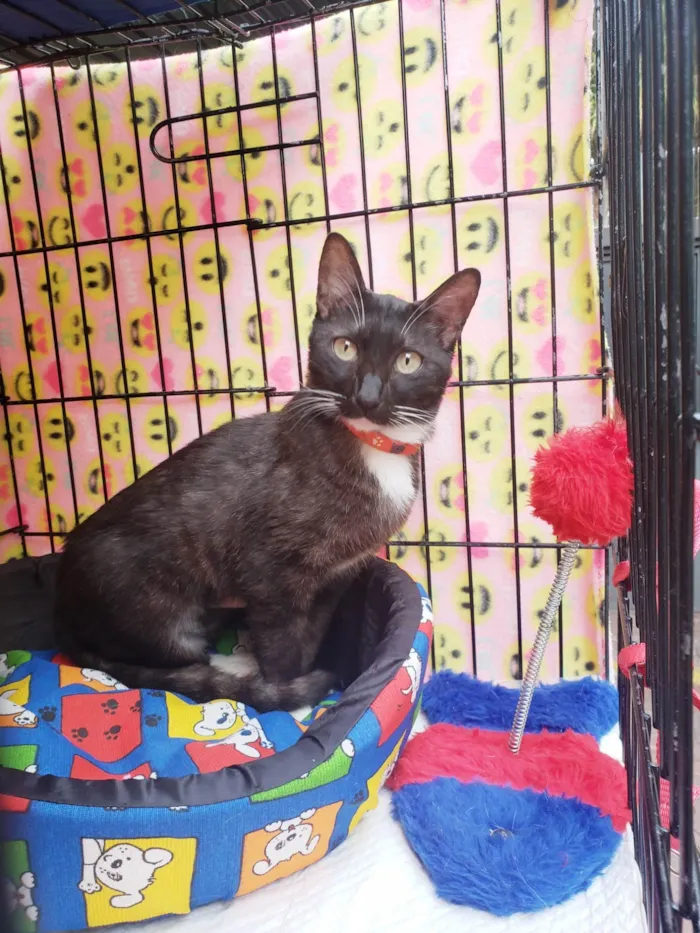 Gato ra a SRD-ViraLata idade 7 a 11 meses nome Endora