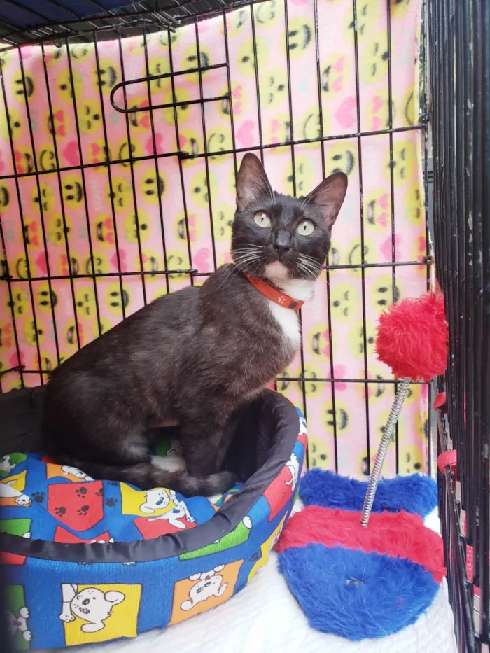 Gato ra a SRD-ViraLata idade 7 a 11 meses nome Endora
