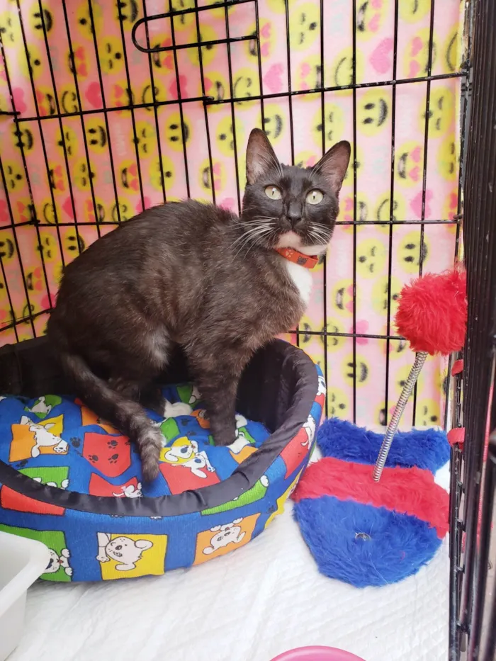 Gato ra a SRD-ViraLata idade 7 a 11 meses nome Endora