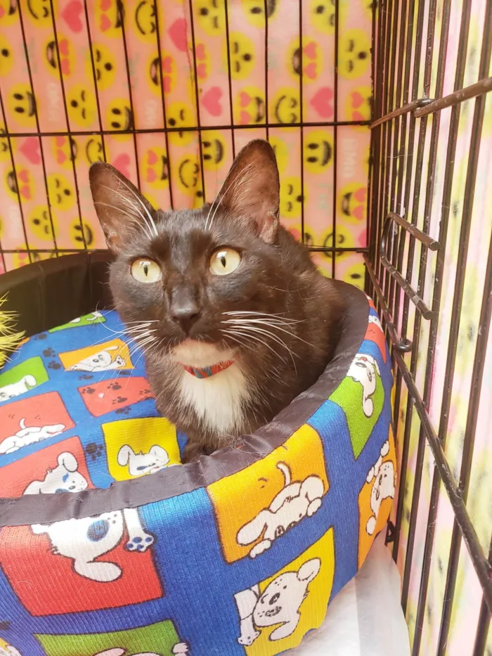 Gato ra a SRD-ViraLata idade 7 a 11 meses nome Endora