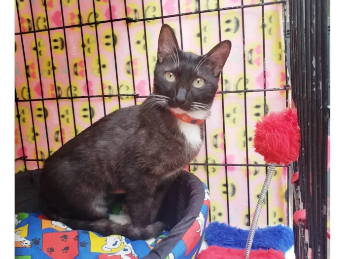 Gato ra a SRD-ViraLata idade 7 a 11 meses nome Endora