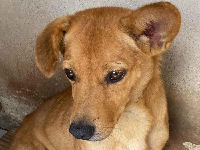 Cachorro ra a SRD-ViraLata idade 2 anos nome Zé