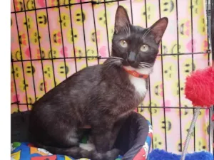 Gato raça SRD-ViraLata idade 7 a 11 meses nome Endora