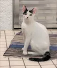 SAMANTHA