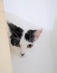 SAMANTHA