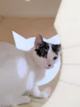 SAMANTHA