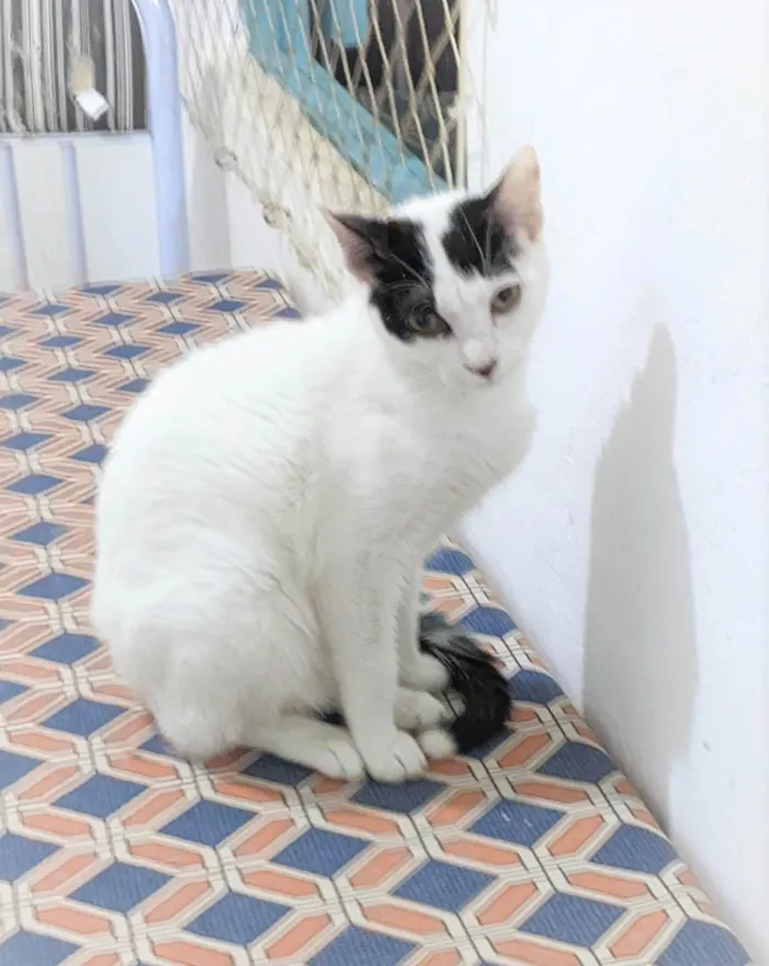 Gato ra a SRD-ViraLata idade 2 a 6 meses nome SAMANTHA