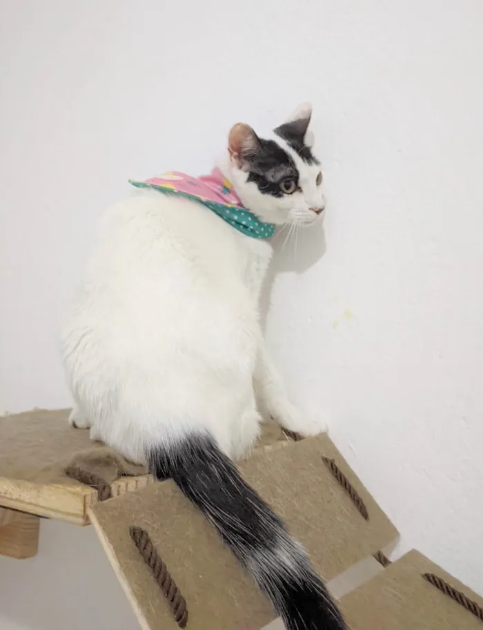 Gato ra a SRD-ViraLata idade 2 a 6 meses nome SAMANTHA
