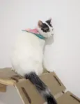 SAMANTHA