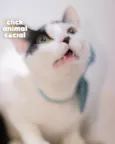 SAMANTHA