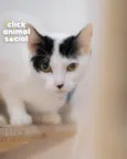 SAMANTHA