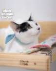 SAMANTHA