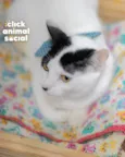 SAMANTHA