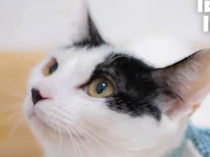 Gato raça SRD-ViraLata idade 2 a 6 meses nome SAMANTHA
