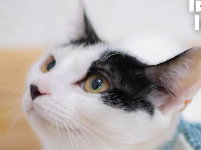 Gato ra a SRD-ViraLata idade 2 a 6 meses nome SAMANTHA