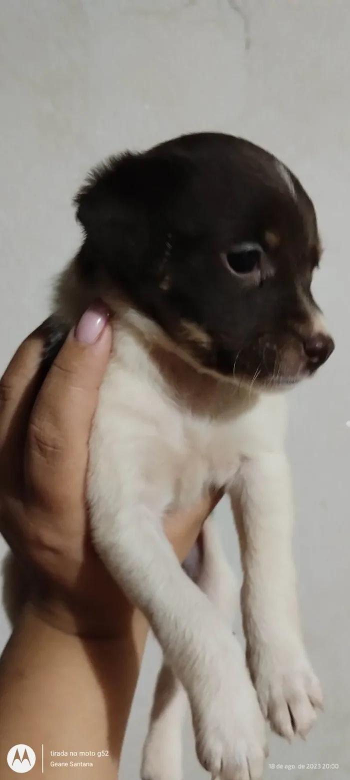 Cachorro ra a Mistura de Bordecole com viralata  idade Abaixo de 2 meses nome Baronesa