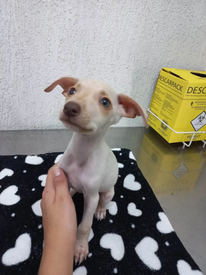 Cachorro ra a SRD-ViraLata idade Abaixo de 2 meses nome Kyara 