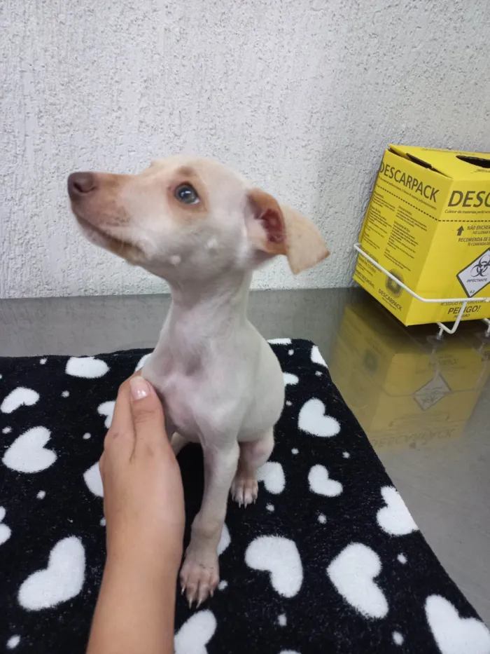 Cachorro ra a SRD-ViraLata idade Abaixo de 2 meses nome Kyara 