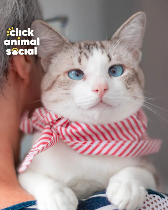 Gato ra a SRD-ViraLata idade 1 ano nome BENTO