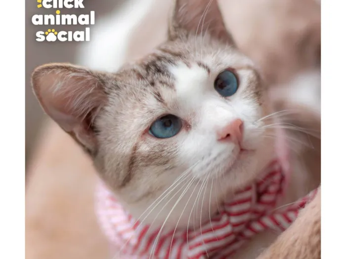 Gato ra a SRD-ViraLata idade 1 ano nome BENTO