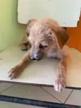 Caramelo