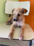 Caramelo