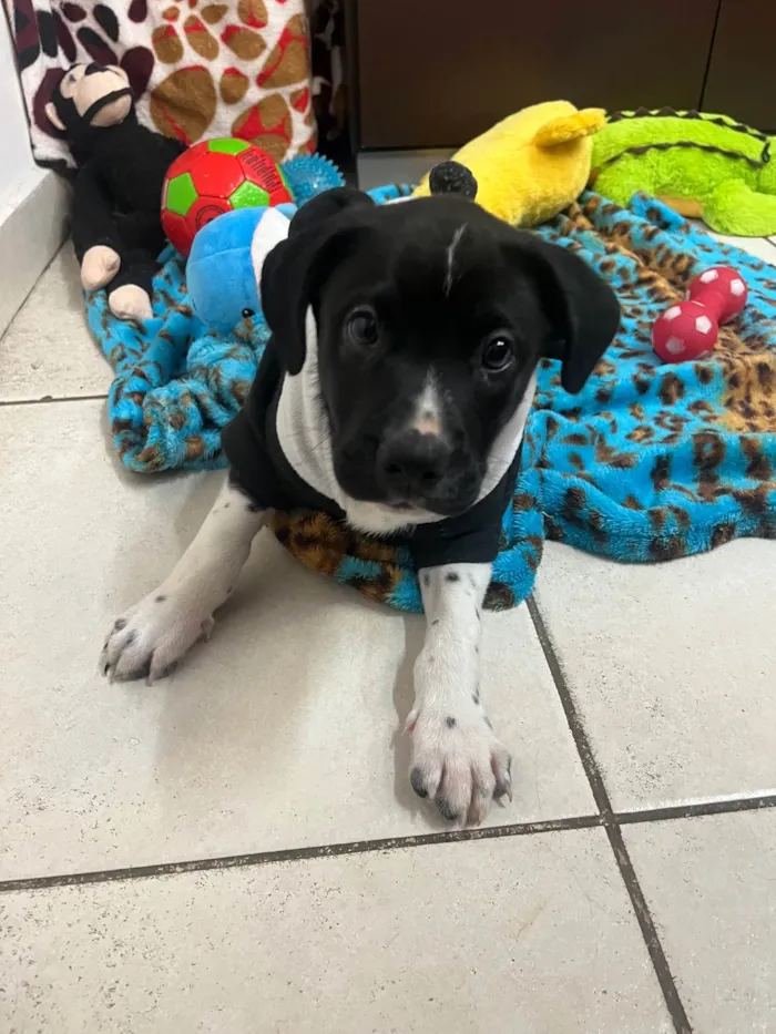 Cachorro ra a SRD-ViraLata idade Abaixo de 2 meses nome Samwise
