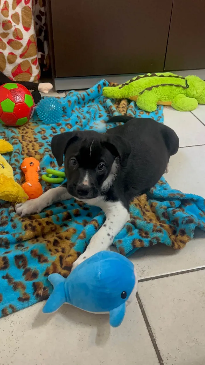 Cachorro ra a SRD-ViraLata idade Abaixo de 2 meses nome Samwise