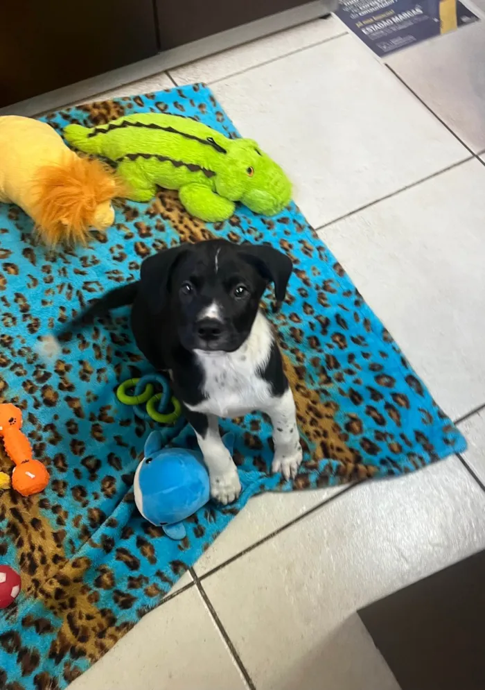 Cachorro ra a SRD-ViraLata idade Abaixo de 2 meses nome Samwise