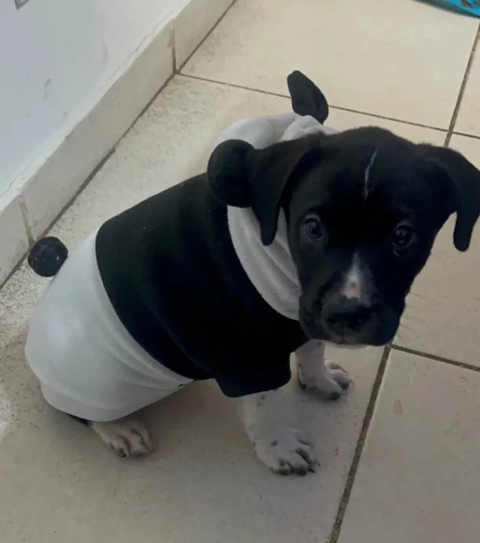 Cachorro ra a SRD-ViraLata idade Abaixo de 2 meses nome Samwise