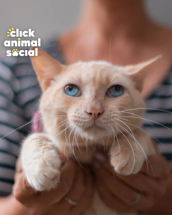 Gato ra a SRD-ViraLata idade 1 ano nome OLIVER