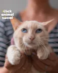 OLIVER