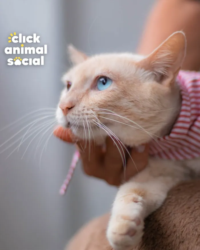 Gato ra a SRD-ViraLata idade 1 ano nome OLIVER