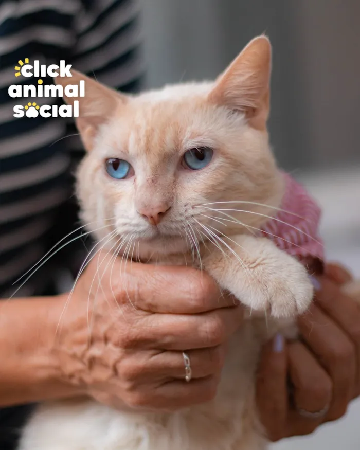 Gato ra a SRD-ViraLata idade 1 ano nome OLIVER