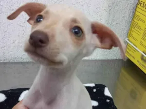 Cachorro raça SRD-ViraLata idade Abaixo de 2 meses nome Kyara 