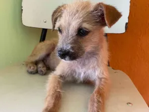 Cachorro raça SRD-ViraLata idade Abaixo de 2 meses nome Caramelo 