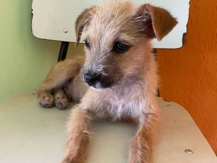 Cachorro ra a SRD-ViraLata idade Abaixo de 2 meses nome Caramelo 