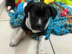 Cachorro raça SRD-ViraLata idade Abaixo de 2 meses nome Samwise