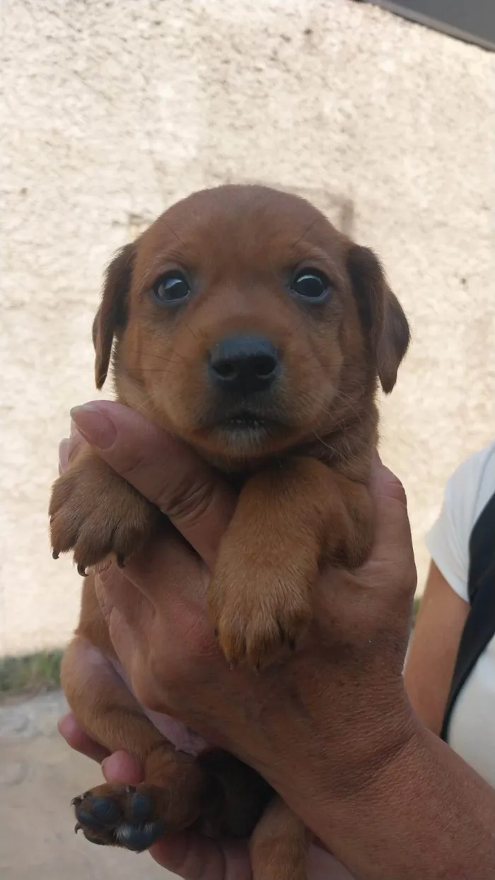 Cachorro ra a SRD idade Abaixo de 2 meses nome Romeu