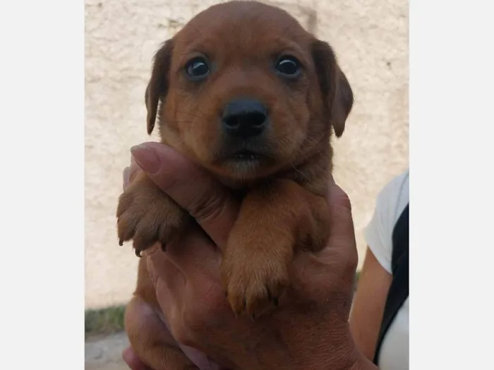 Cachorro ra a SRD idade Abaixo de 2 meses nome Romeu