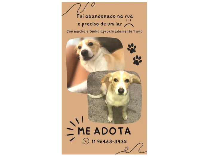 Cachorro ra a Misturado idade 7 a 11 meses nome Rodolfo 