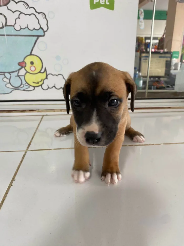 Cachorro ra a Sem definido  idade 2 a 6 meses nome Vários 