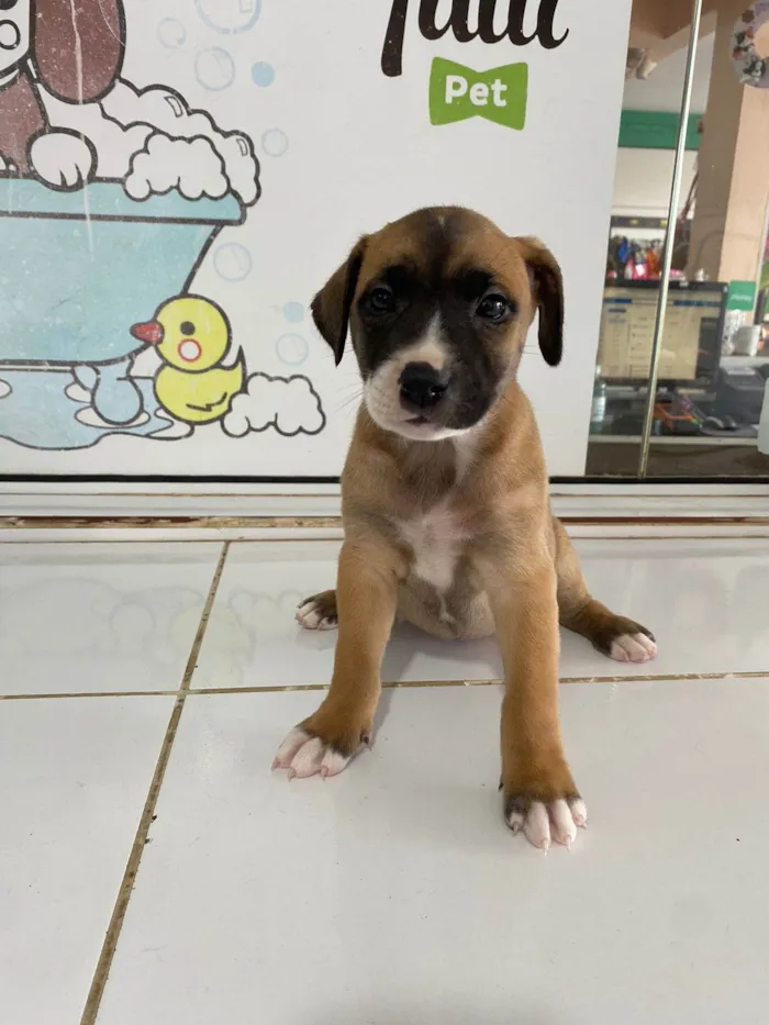 Cachorro ra a Sem definido  idade 2 a 6 meses nome Vários 