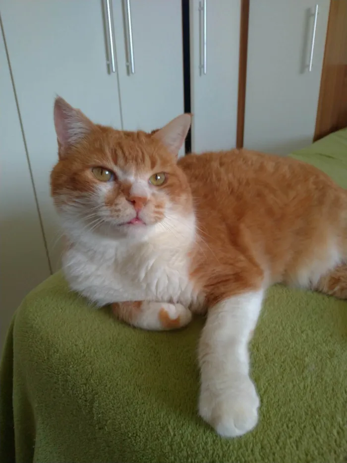 Gato ra a SRD-ViraLata idade 2 anos nome Thor 