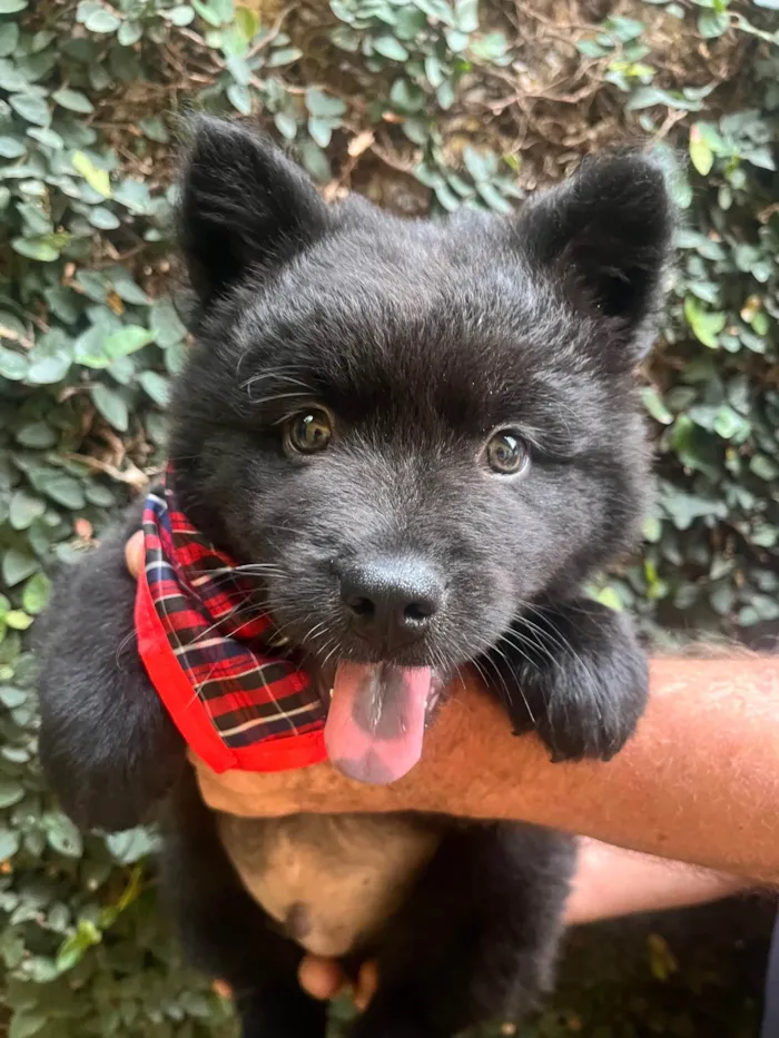 Cachorro ra a Mix Chow Chow idade Abaixo de 2 meses nome Django