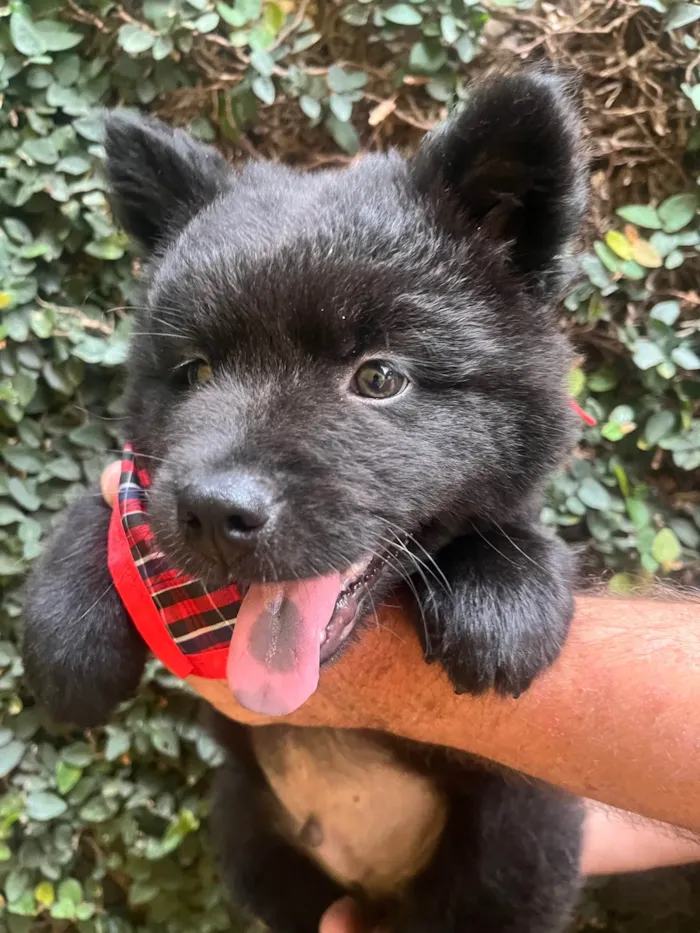 Cachorro ra a Mix Chow Chow idade Abaixo de 2 meses nome Django