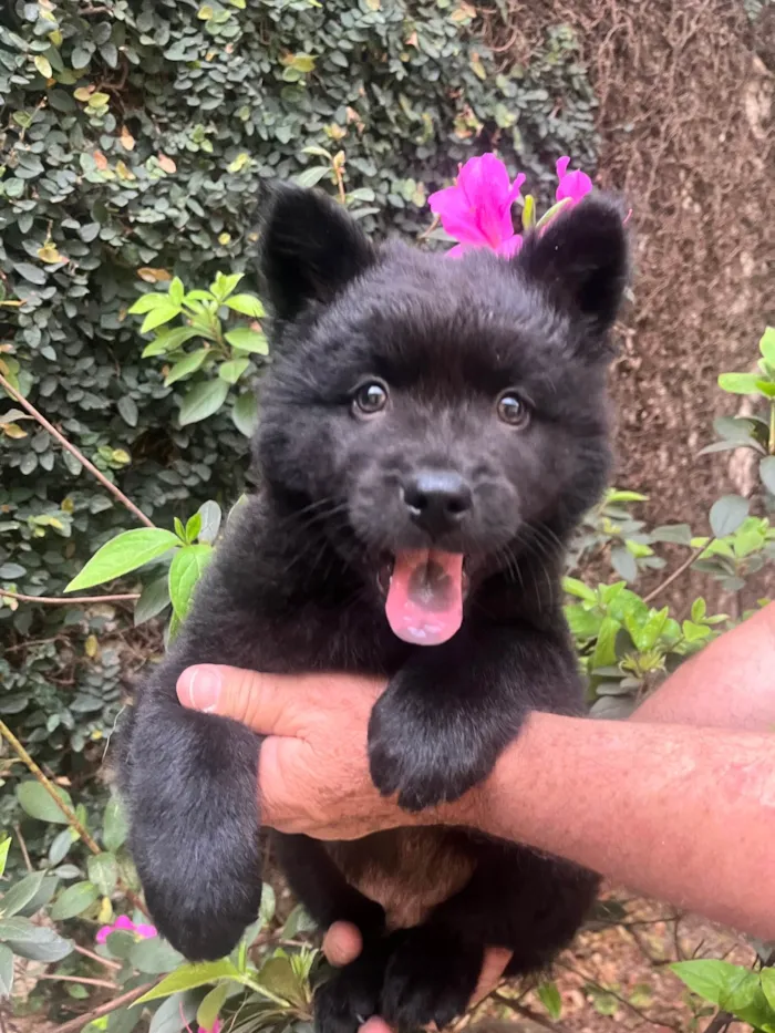 Cachorro ra a Mix Chow Chow idade Abaixo de 2 meses nome Django
