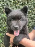 Django