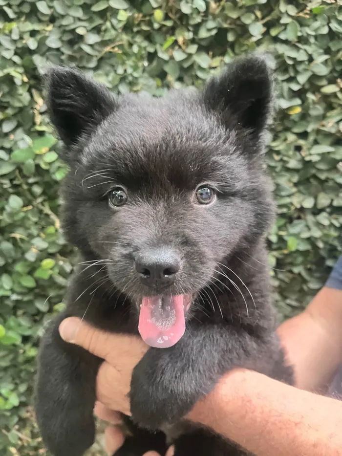 Cachorro ra a Mix Chow Chow idade Abaixo de 2 meses nome Django
