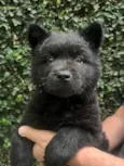 Django